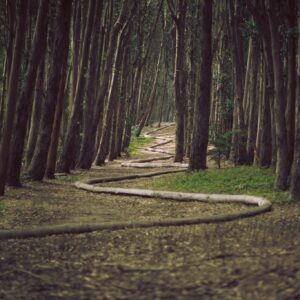 pathway through a wood