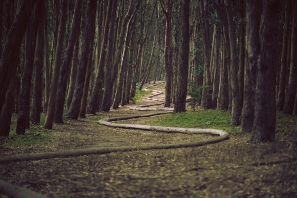 pathway through a wood