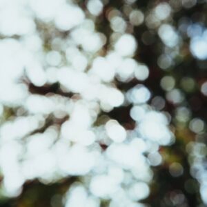 a blurred picture of a tree with green leaves on it