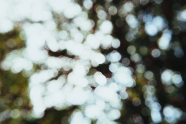 a blurred picture of a tree with green leaves on it